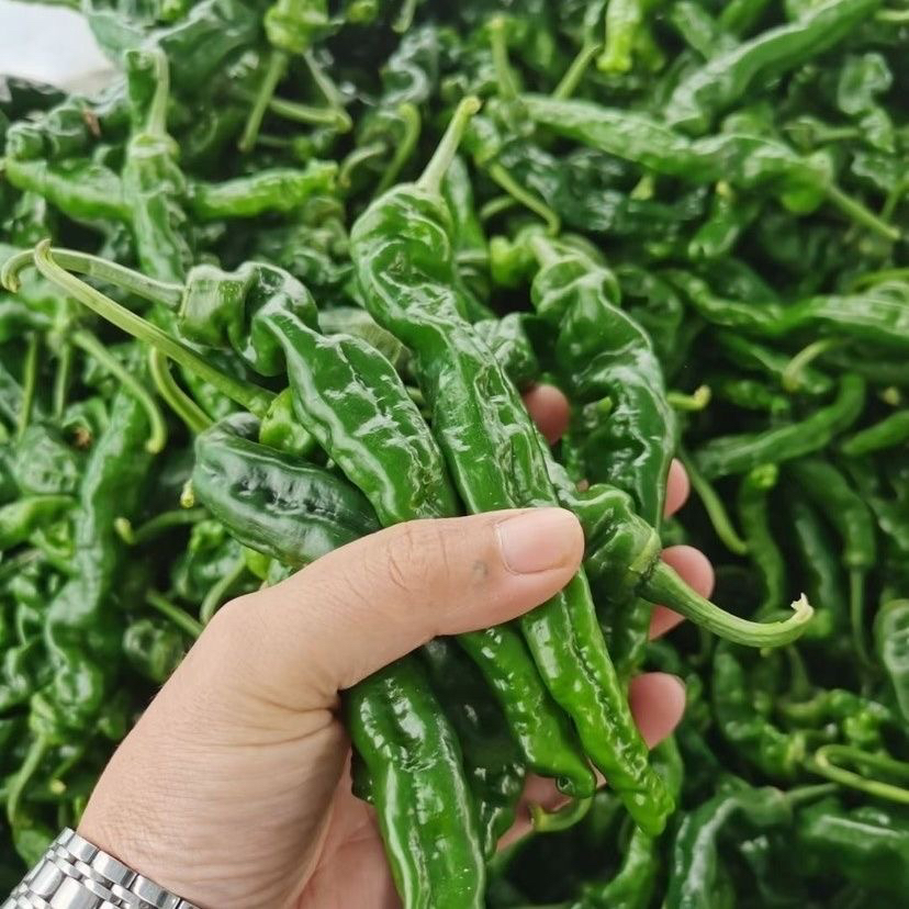 【顺丰】安徽会龙特辣新鲜小皱皮青椒薄皮超辣农家自种应季蔬菜现摘