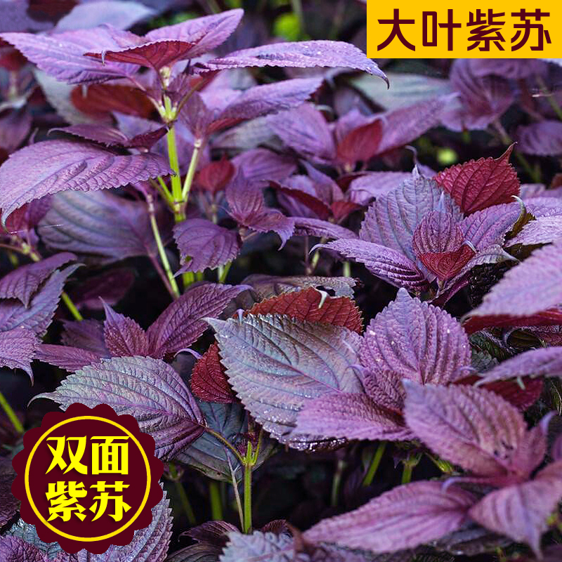 正宗紫苏种子可食用双面红紫苏大叶紫苏种子四季耐热阳台盆栽蔬菜