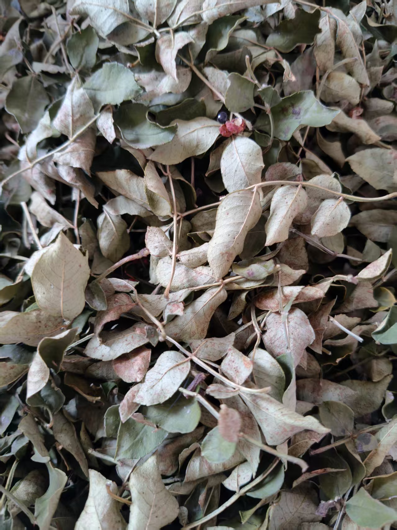 陕西富平花椒叶 自家地种植自然晾晒干花椒叶，香麻农家自晒200g