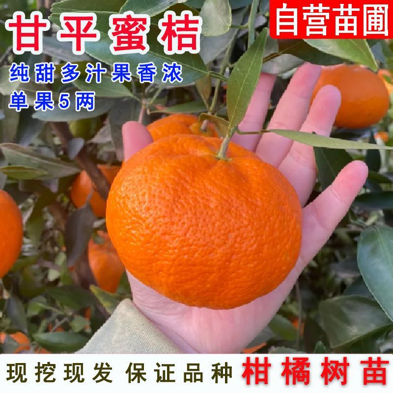 正宗甘平蜜橘树苗柑桔甜橘子苗嫁接桔子树苗无籽蜜橘果冻橙盆地栽
