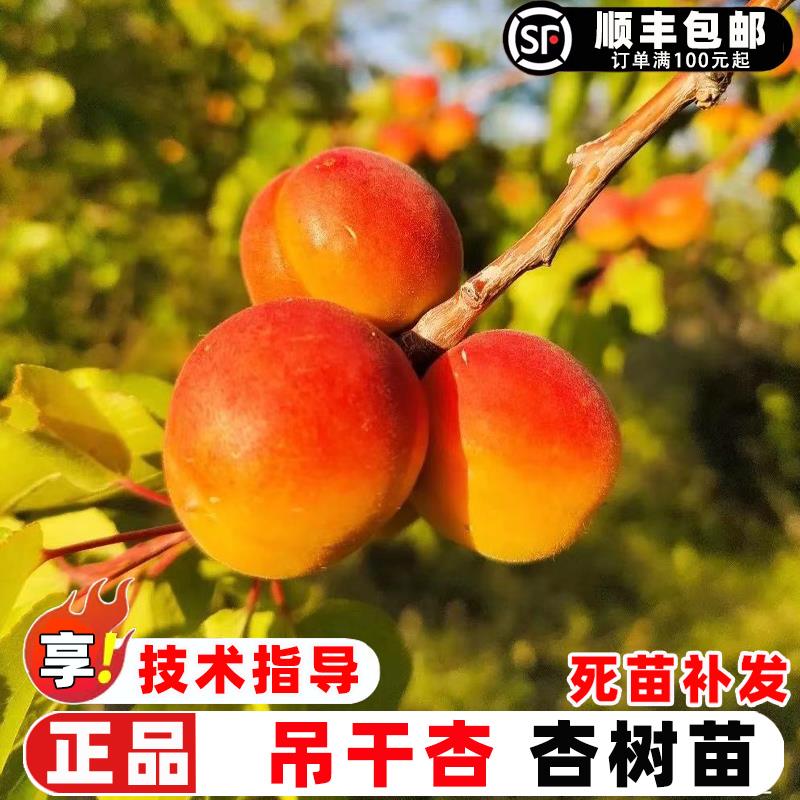 杏树果苗嫁接新疆吊干杏树苗甜杏仁小黄杏子苗树庭院盆栽地栽果树