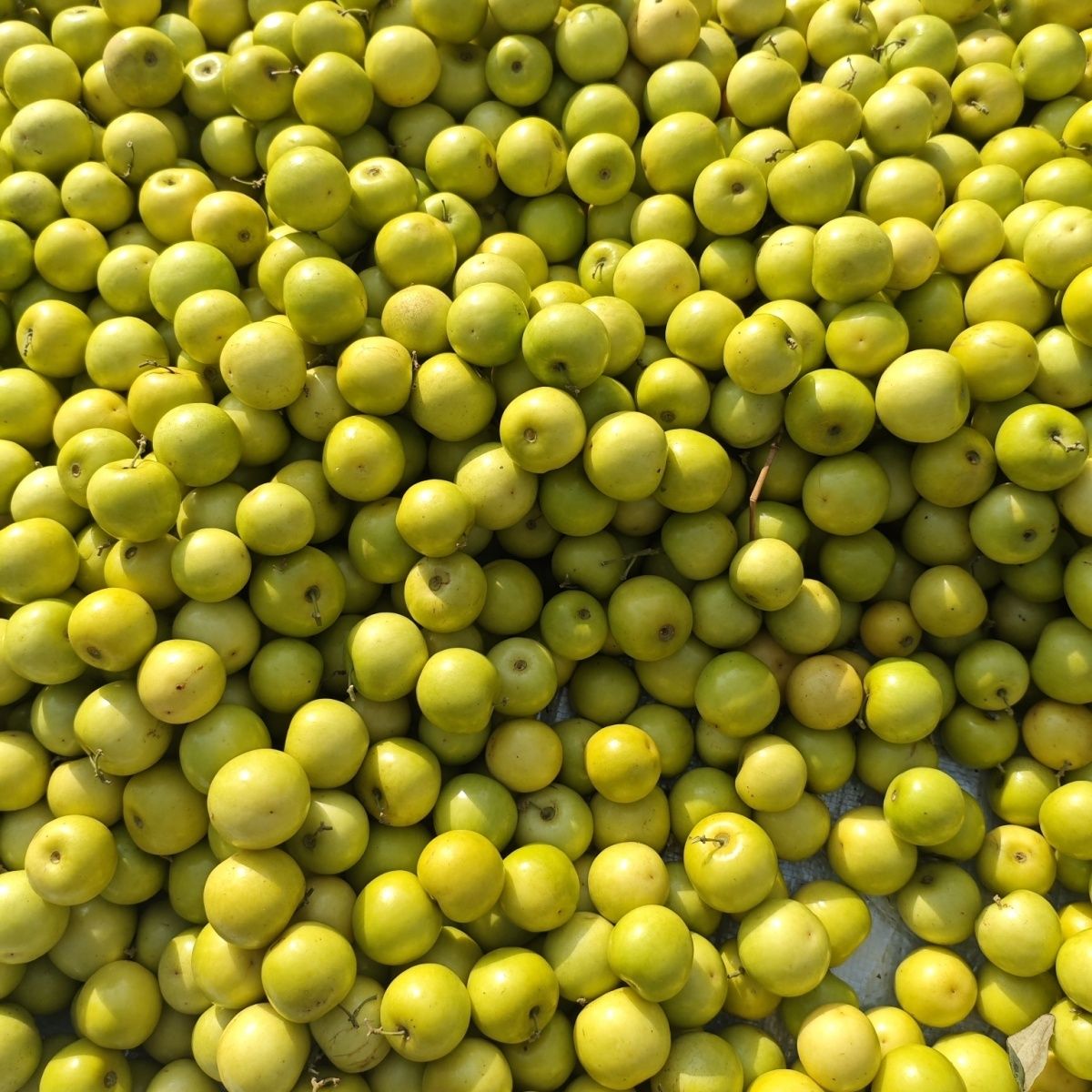 云南麻阔果青酸枣子酸麻阔酸脆甜多汁孕妇水果