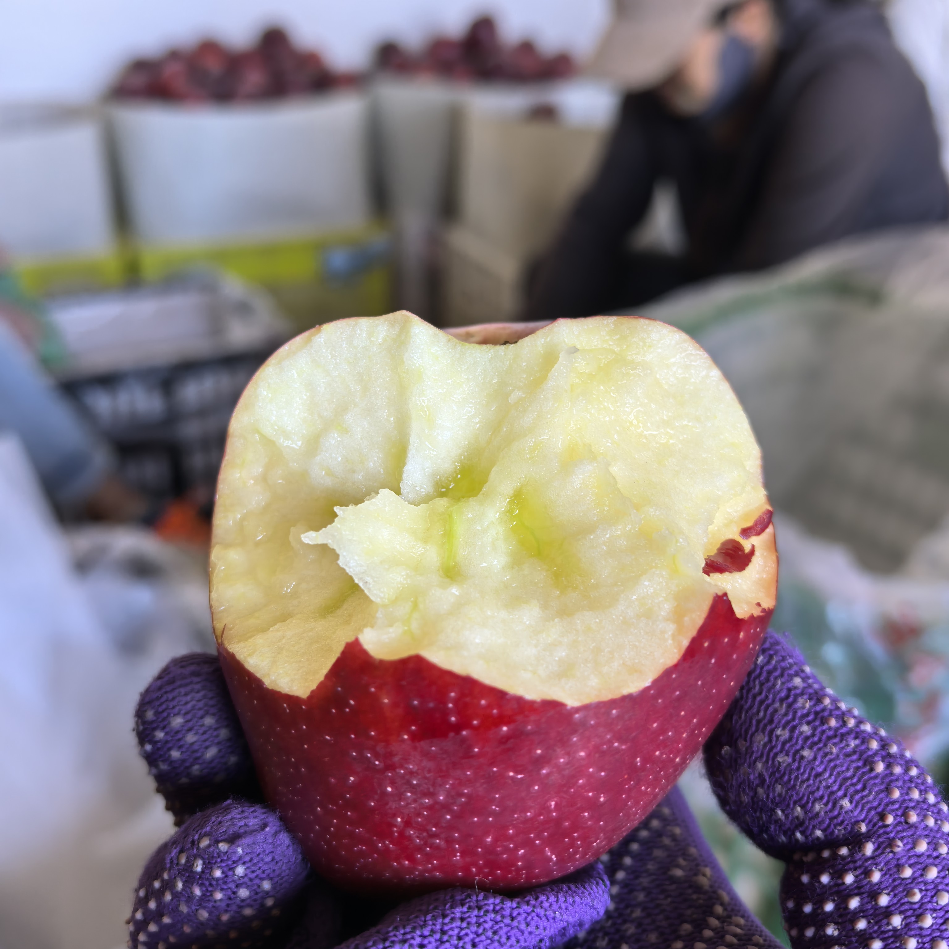 甘肃老品种红星一果俩吃先脆后粉清甜老人孩子孕妇皆5/9斤装