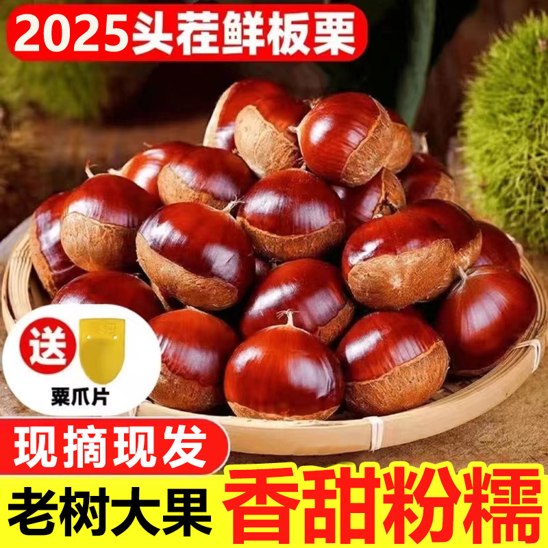 2025当季高山老树板栗现摘去毛球饱满生栗子菜板栗大板栗带栗爪