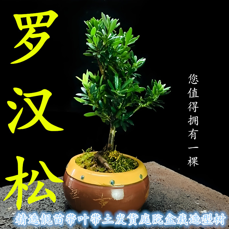 台湾省罗汉松树苗可造型兰屿罗汉松苗四季常青庭院盆栽耐寒抗热靓