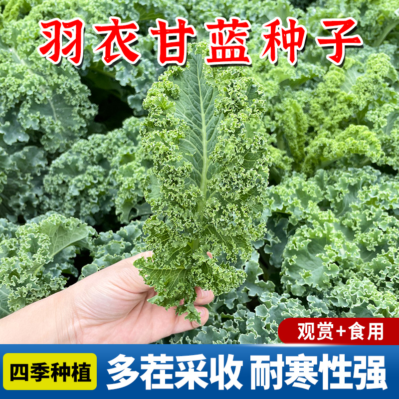 观赏性羽衣甘蓝种子粉羽甘蓝耐低温阳台盆栽庭院装饰特色白色甘蓝