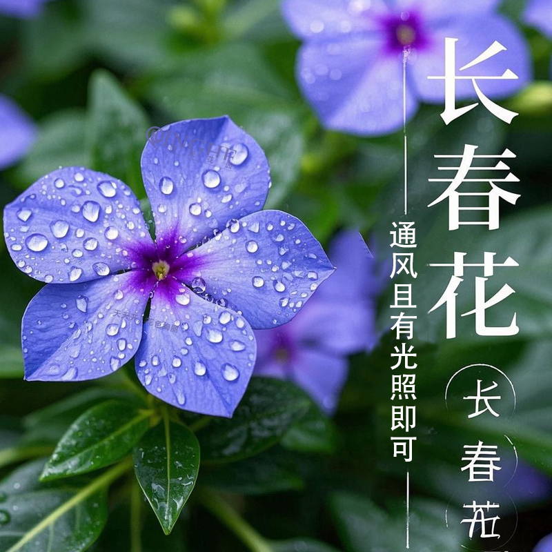 箐禾【棒棒糖长春花】天天开花卉室外阳台庭院盆栽基地直发