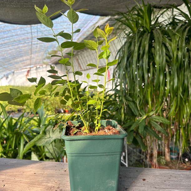 1702 一棵带盆新手友好 很好种室内阳台 庭院