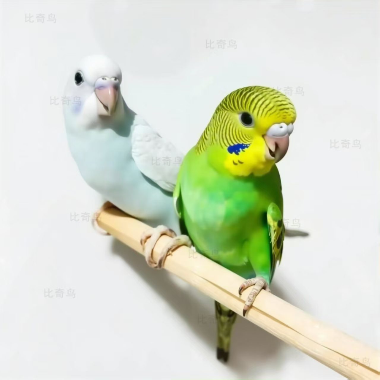 【鹦鹉+鸟笼】2只一对会学说话的鹦鹉活鸟宠物鸟手养鹦鹉虎皮鹦鹉