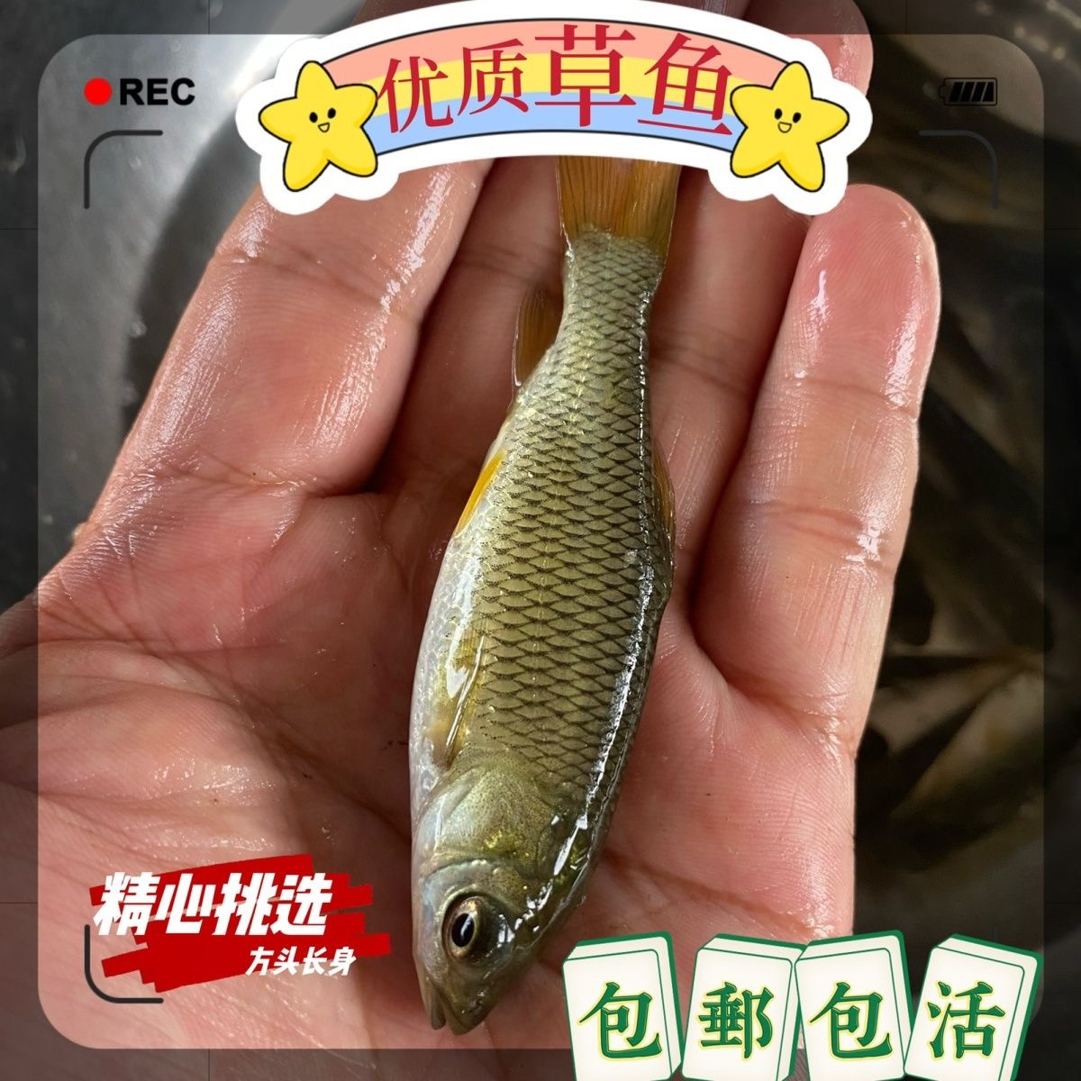 草鱼皖鱼草混子鱼塘观赏养殖淡水冷水鱼好养殖包邮直发