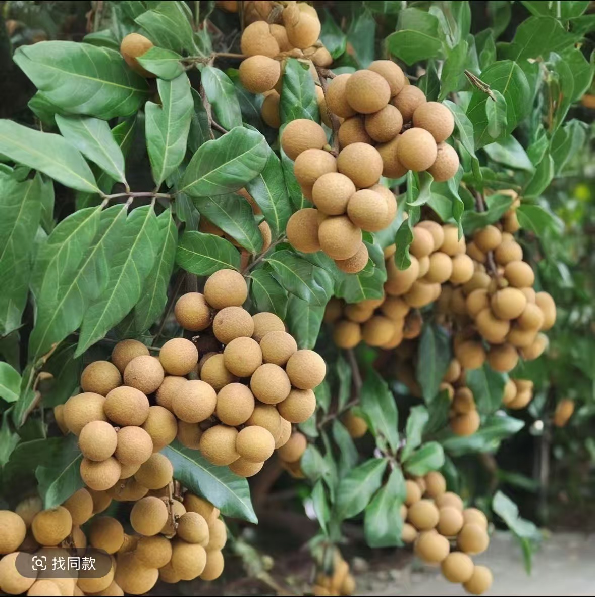 【京东冷链】新鲜石峡龙眼新鲜现摘当季清甜多汁水果