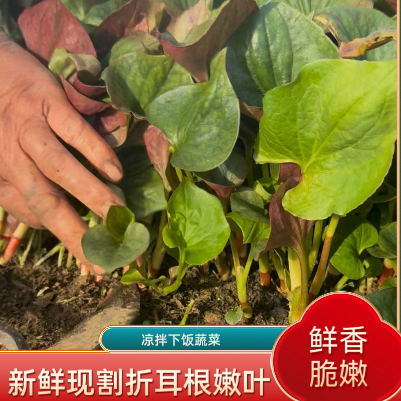 【折耳根嫩叶】四川折耳根嫩叶鱼腥草猪鼻孔凉拌清香