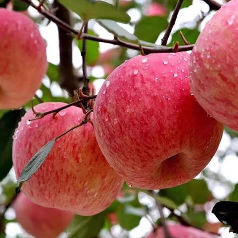 现摘洛川红富士苹果种植户直发脆甜多汁水果