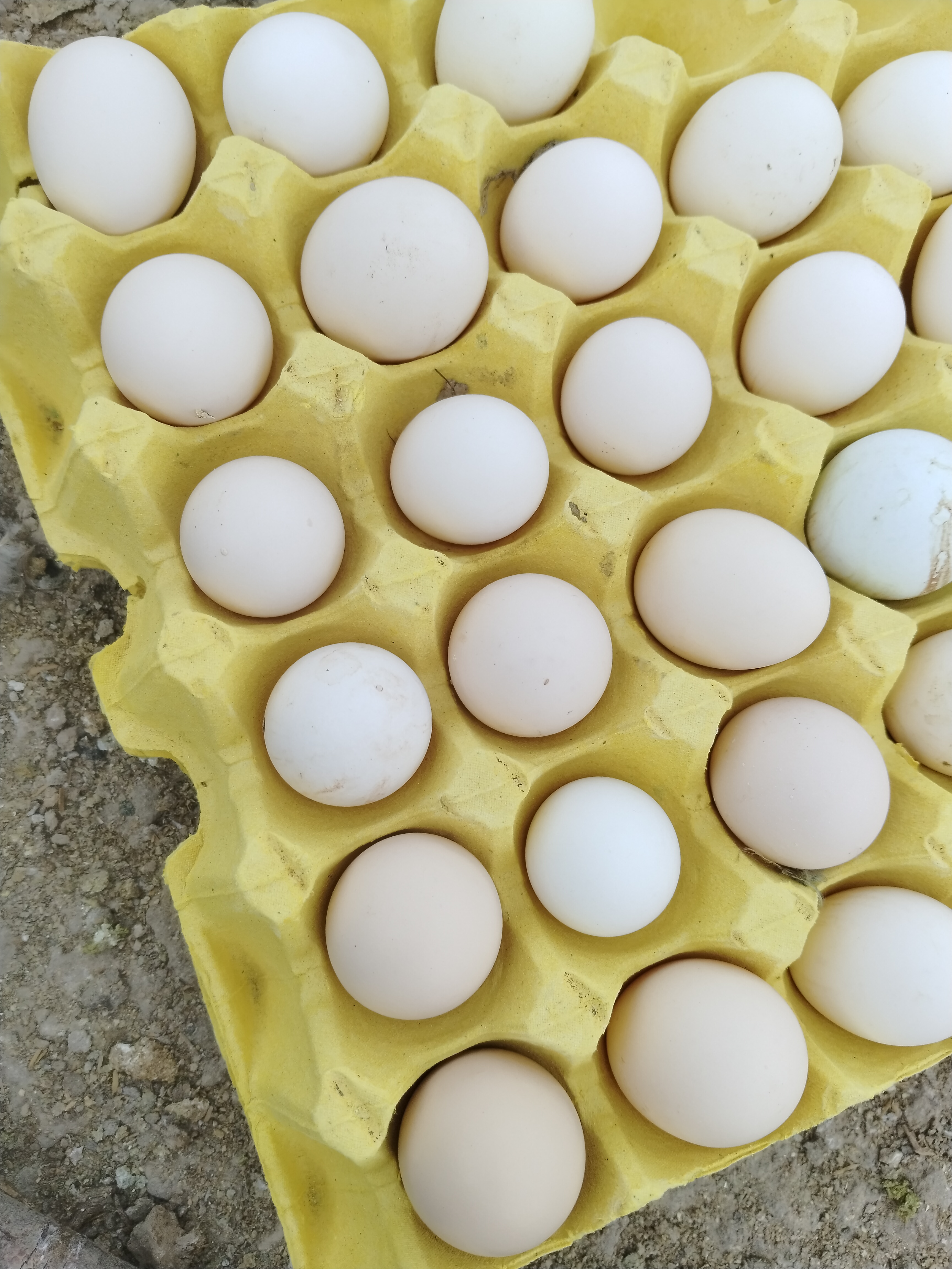 五彩食用山鸡蛋农村散养（保质期番茄炒蛋7天）