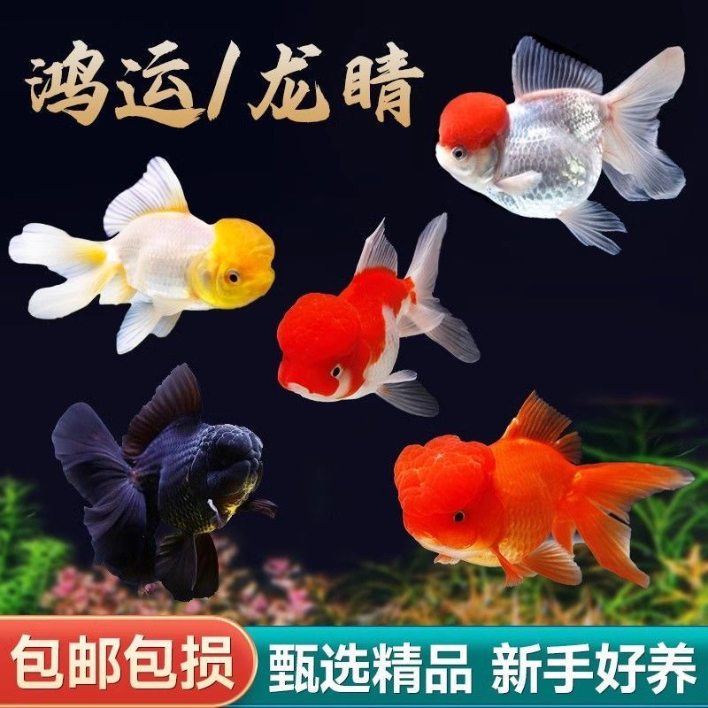小凯家冷水鱼好养易活