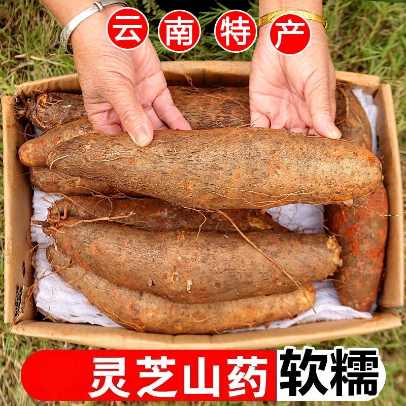 云南高山灵芝山药现挖糯米山药农家蔬菜金秤砣山药当季新鲜蔬菜