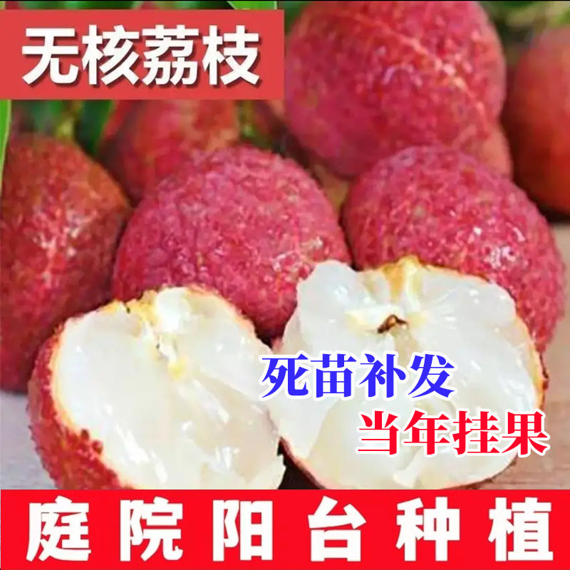 00当年结果改良南北方耐寒耐热无核荔枝盆栽果树苗地栽庭院