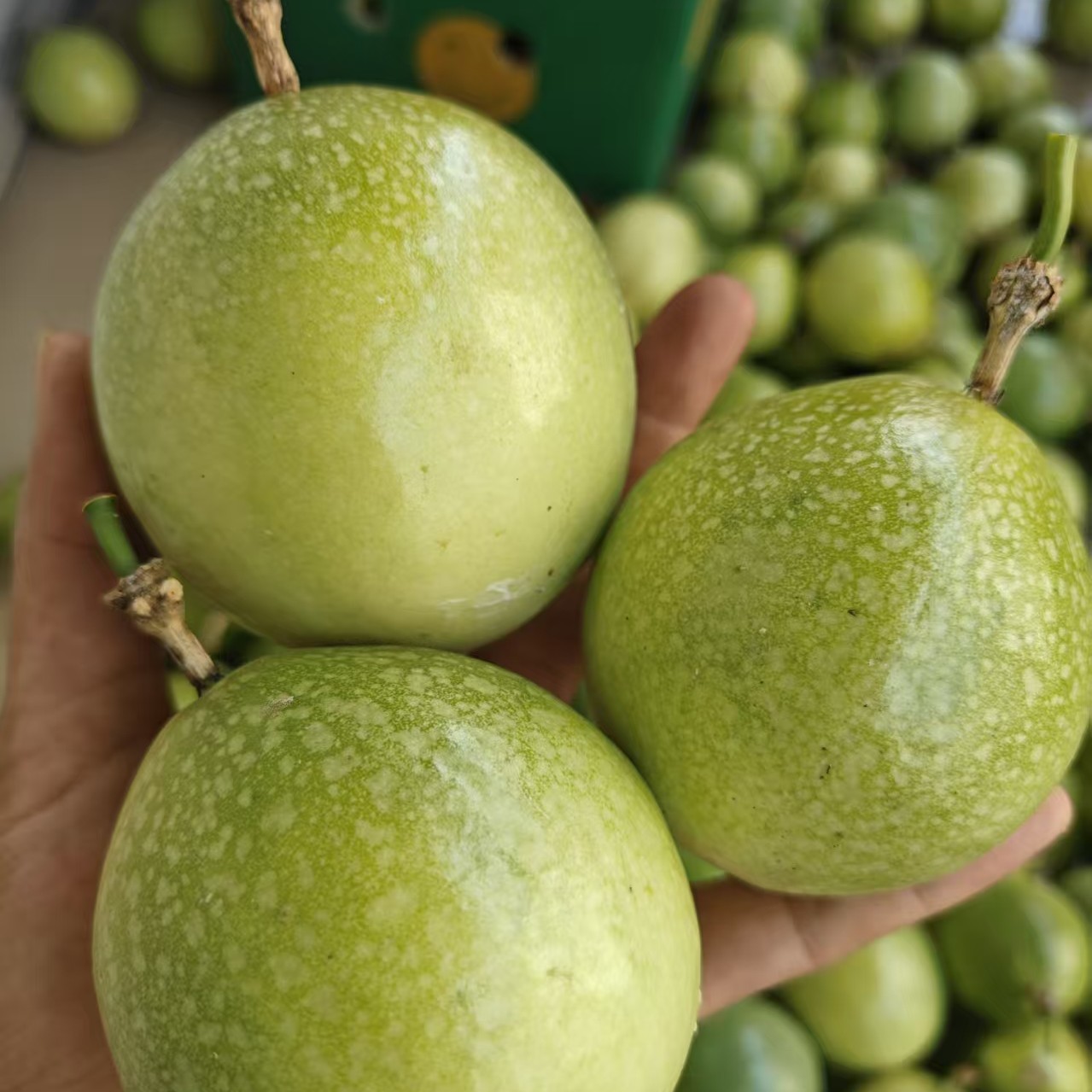 广西钦蜜9号百香果（大果7斤）新鲜当季水果爆甜多汁顺丰发货