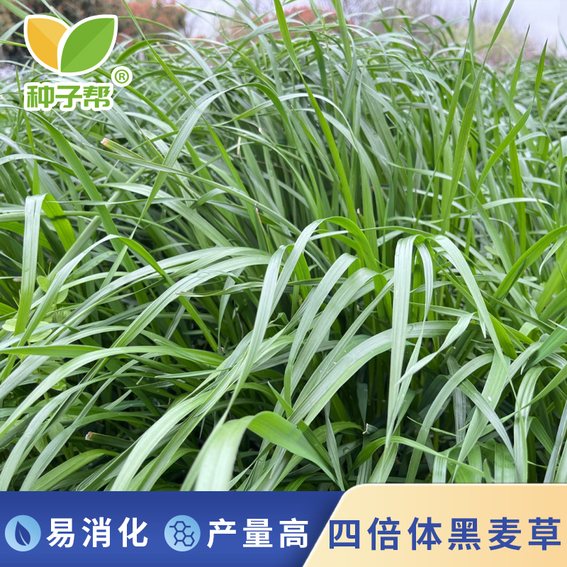 四倍体黑麦草高产宽叶牧草秋播种子营养丰富柔嫩多汁分蘖力强