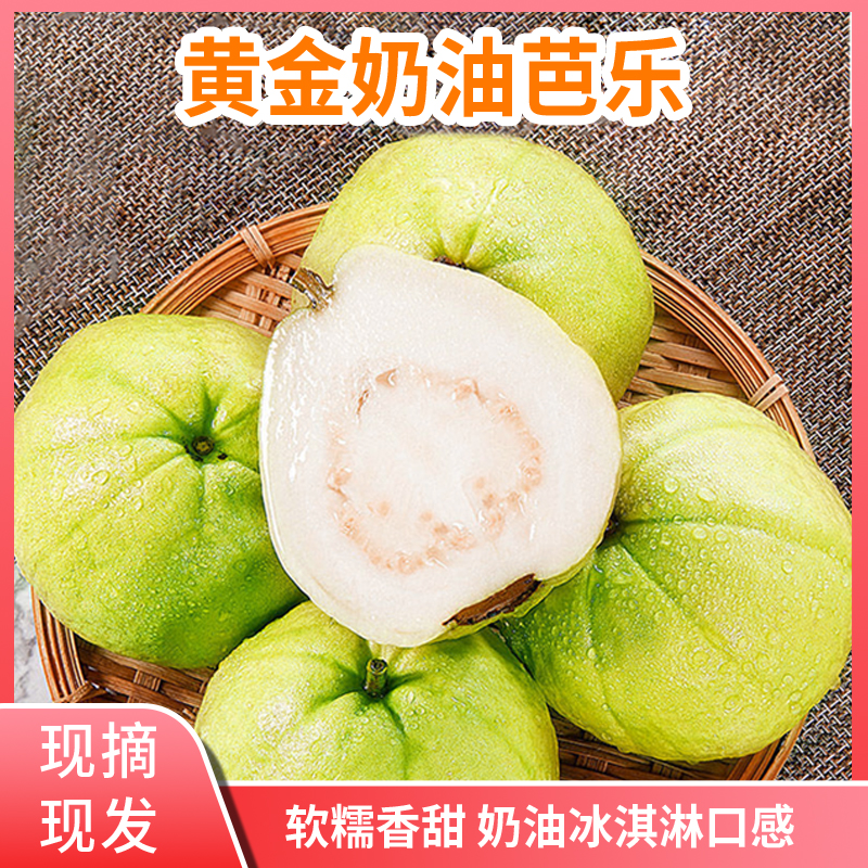 现摘广西软心奶油芭乐番石榴白心芭乐果低糖水果孕妇水果应季水果