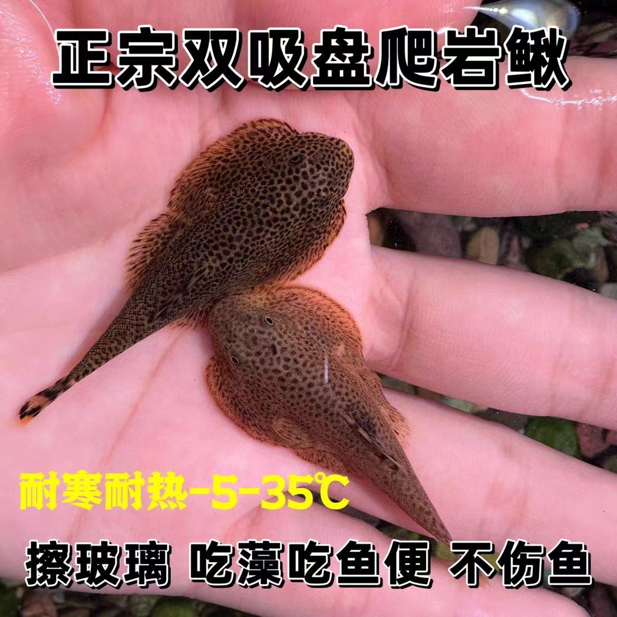 琵琶鱼吸鳅双吸盘清洁鱼冷水清道夫工擦玻璃鱼吸鳅贵州爬岩鳅养殖