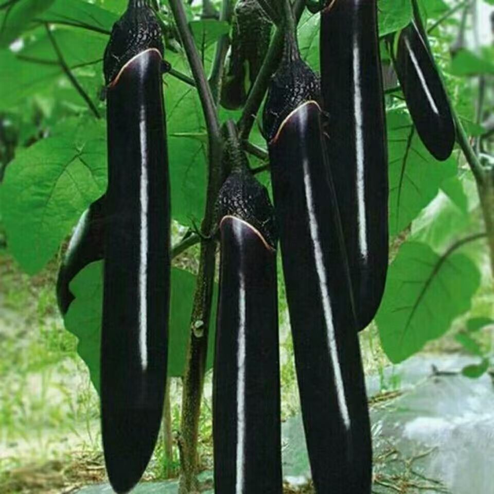 【墨茄种子】四季种植盆栽地栽阳台小院种植