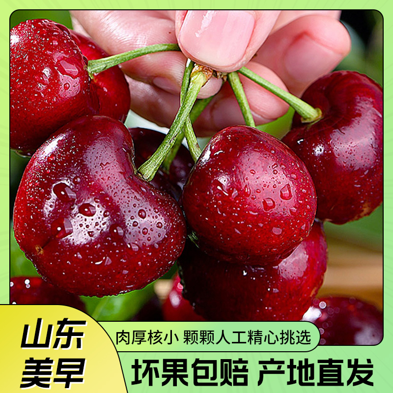 【现摘美早】山东大樱桃现摘新鲜水果顺丰空运孕妇11