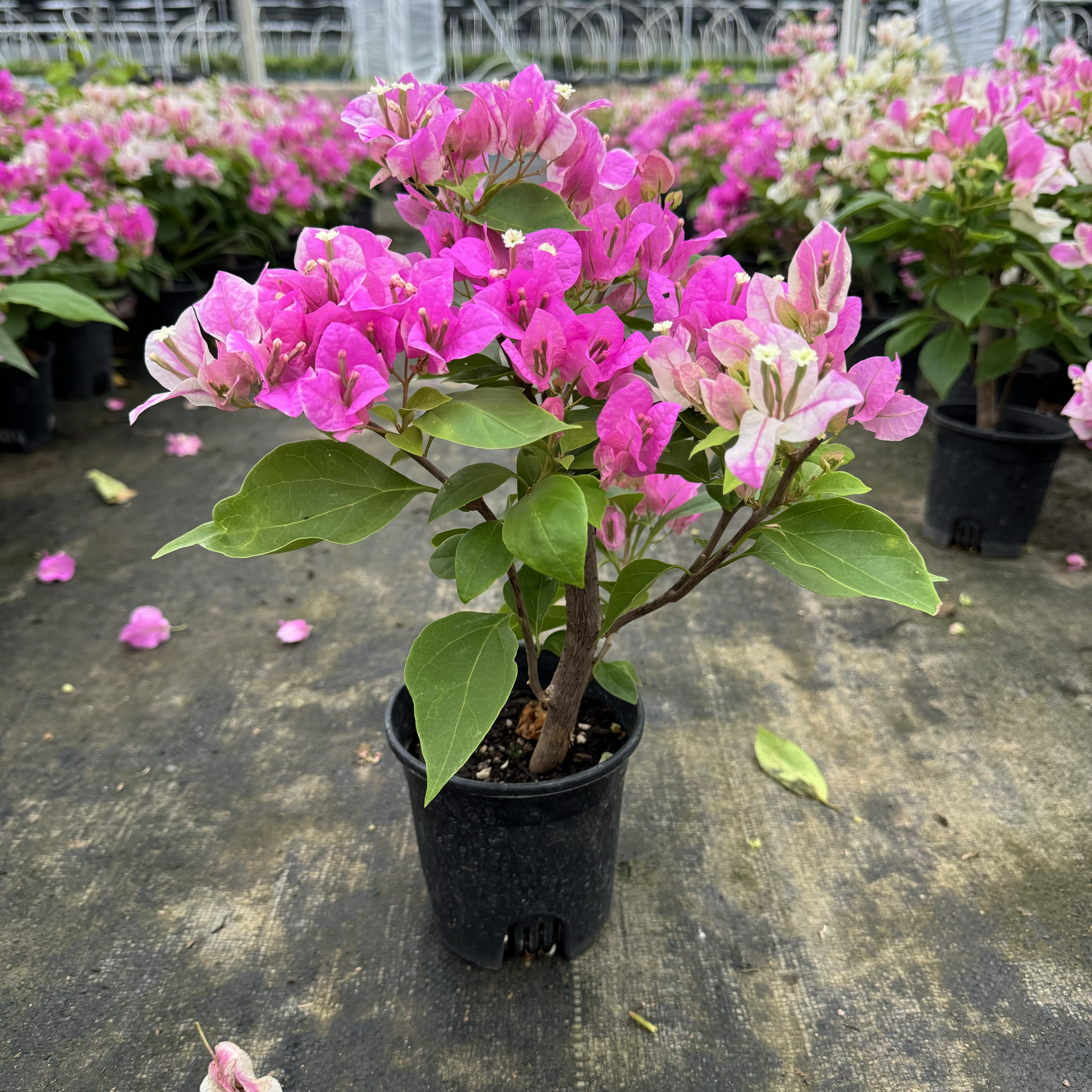 【漳红樱】三角梅基地直发原盆阳台爬藤垂吊庭院网红爆款四季勤花