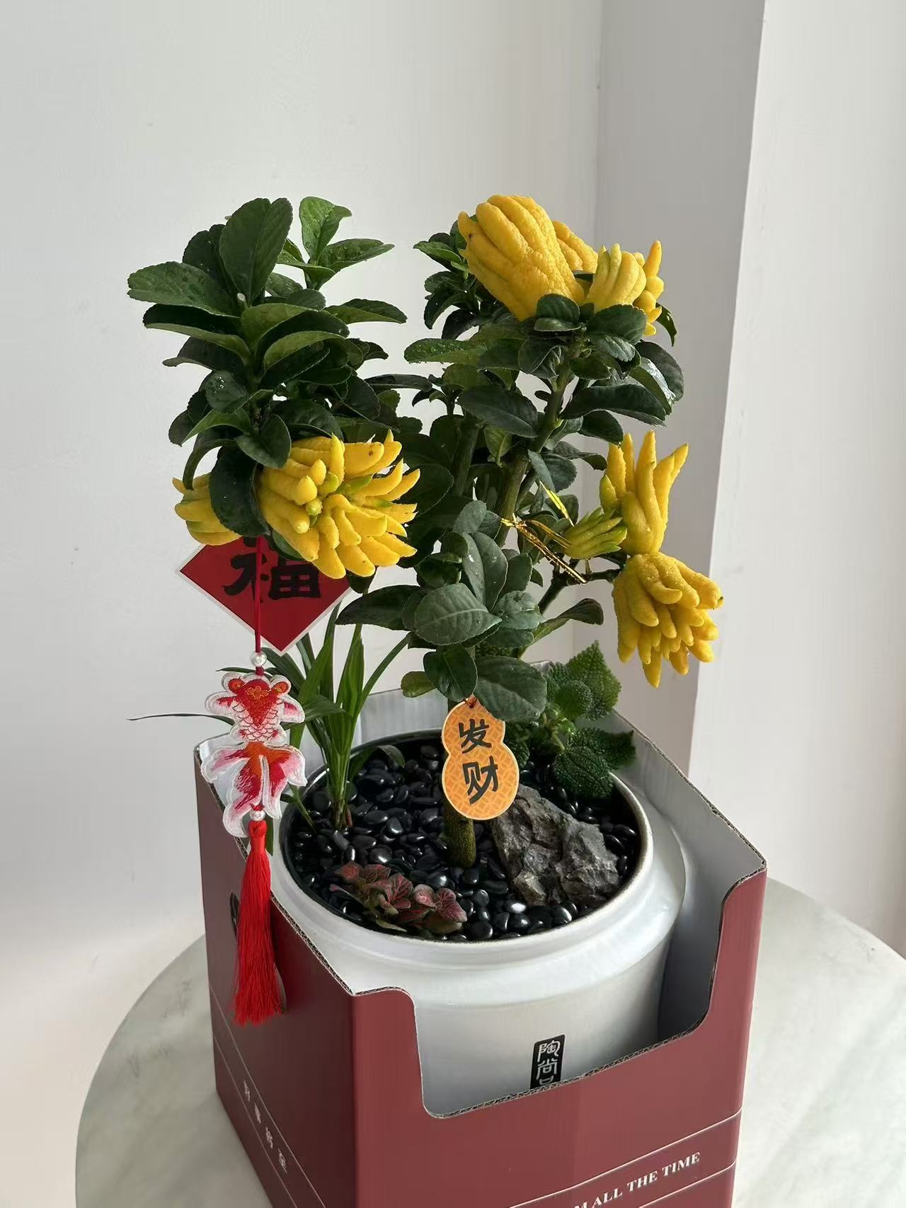 佛手盆栽金华佛手绿植阳台庭院种植