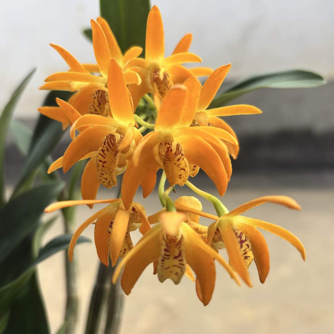 黄大明石斛木盆种植，花浓香，花期长