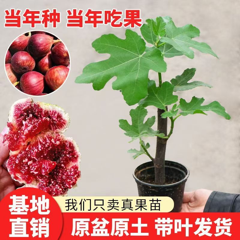 原土带叶无花果树果苗青皮波姬红盆栽南北方种植当年结果