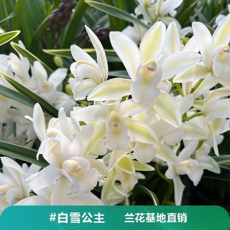兰花【国色天香】一盆带5-6支花剑 鲜花绿植盆栽年宵花带花苞浓香型
