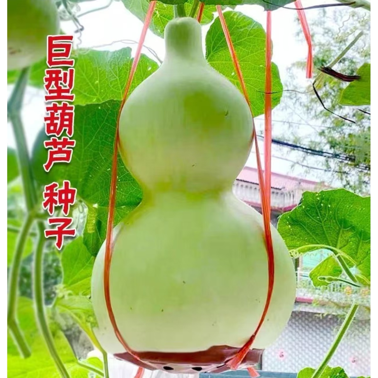 巨型葫芦种子四季种植盆栽地栽阳台小院种植