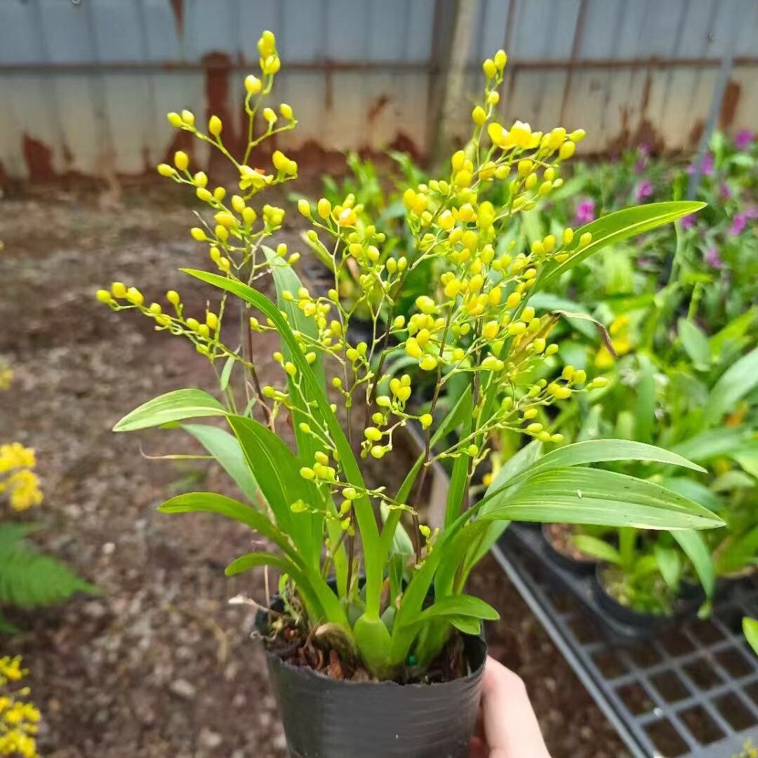 7-9支花可选  金黄色带花苞 梦香兰文心兰 浓香型 室内桌面好养