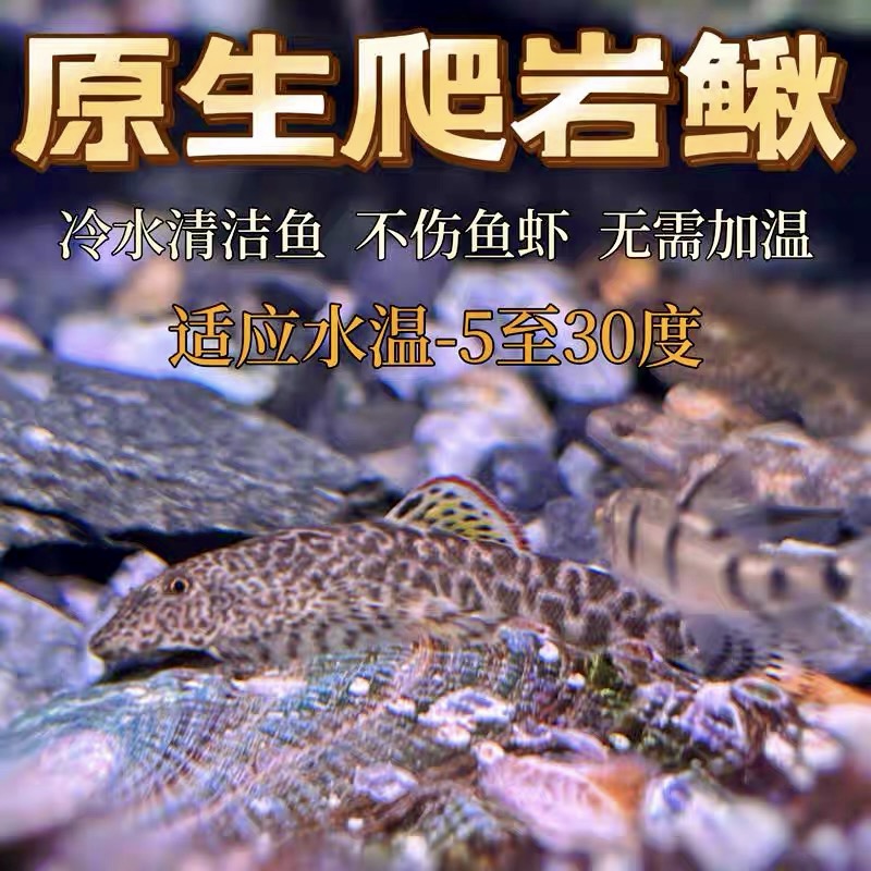 溪流吸鳅鱼双吸盘冷水清洁工工具鱼吃残渣擦玻璃净化鱼缸