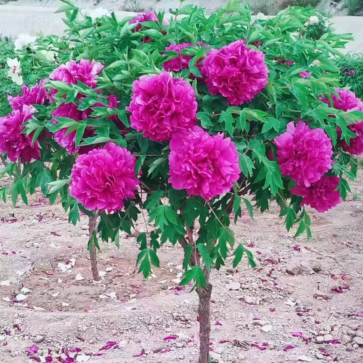 正宗观赏独杆牡丹花树直杆牡丹树形牡丹大花重瓣牡丹庭院种植鲜花