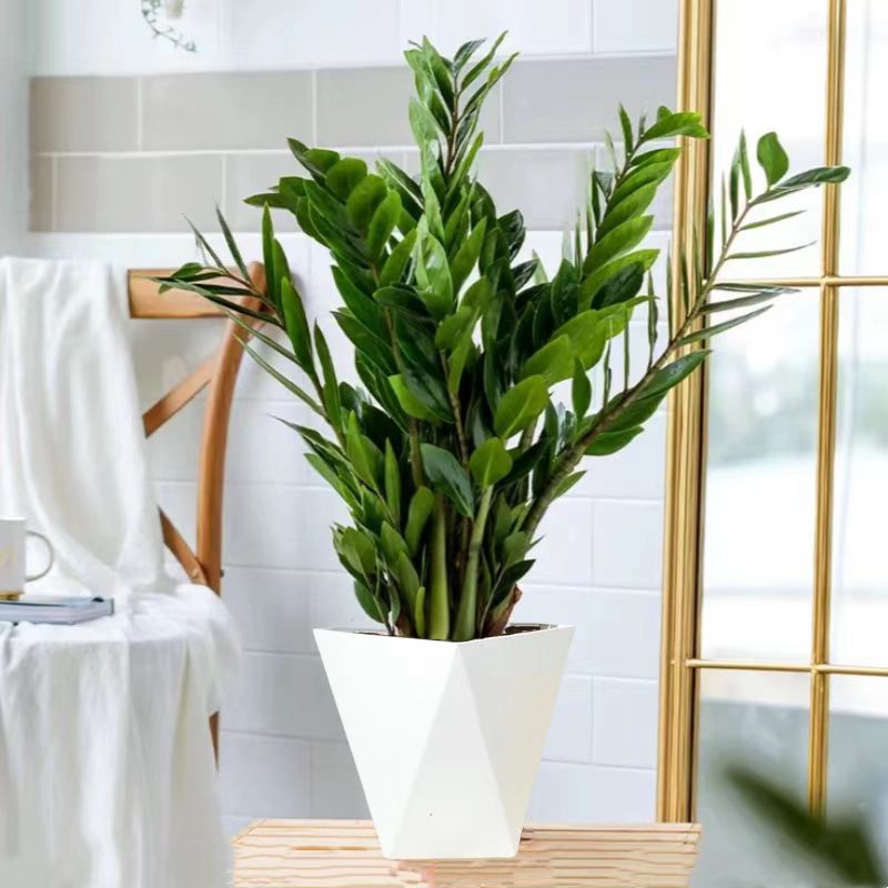 70-80公分金钱树盆栽室内外客厅办公室净化空气四季常青绿植