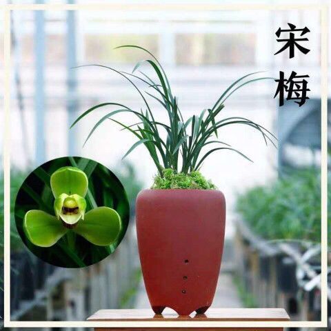 兰花苗春兰老八种之首【宋梅】室内阳台盆栽绿植花卉盆景植物室内