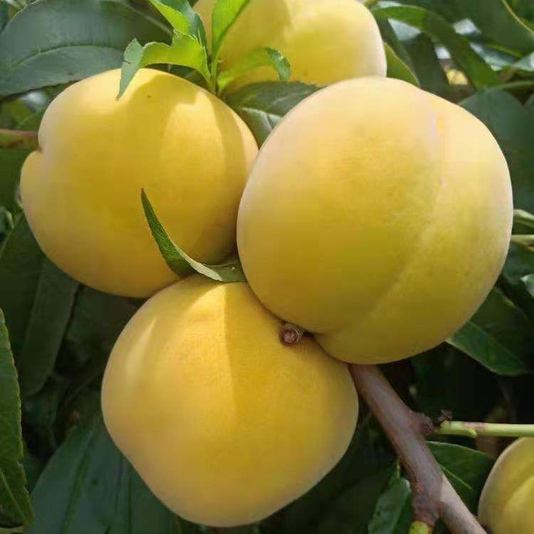 嫁接桃树树苗甜黄桃树苗油桃蟠桃雪桃冬桃血桃新品种盆栽地栽阳台