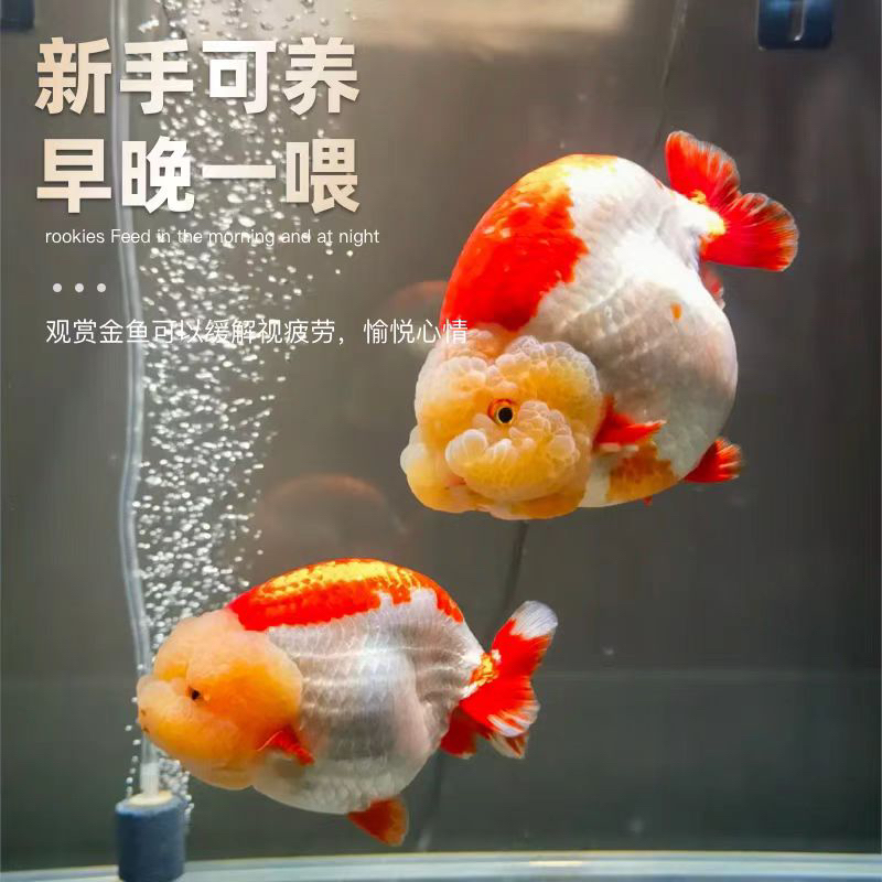 精选潘氏兰寿五花波妞同款波妞金鱼蓝瘦便宜