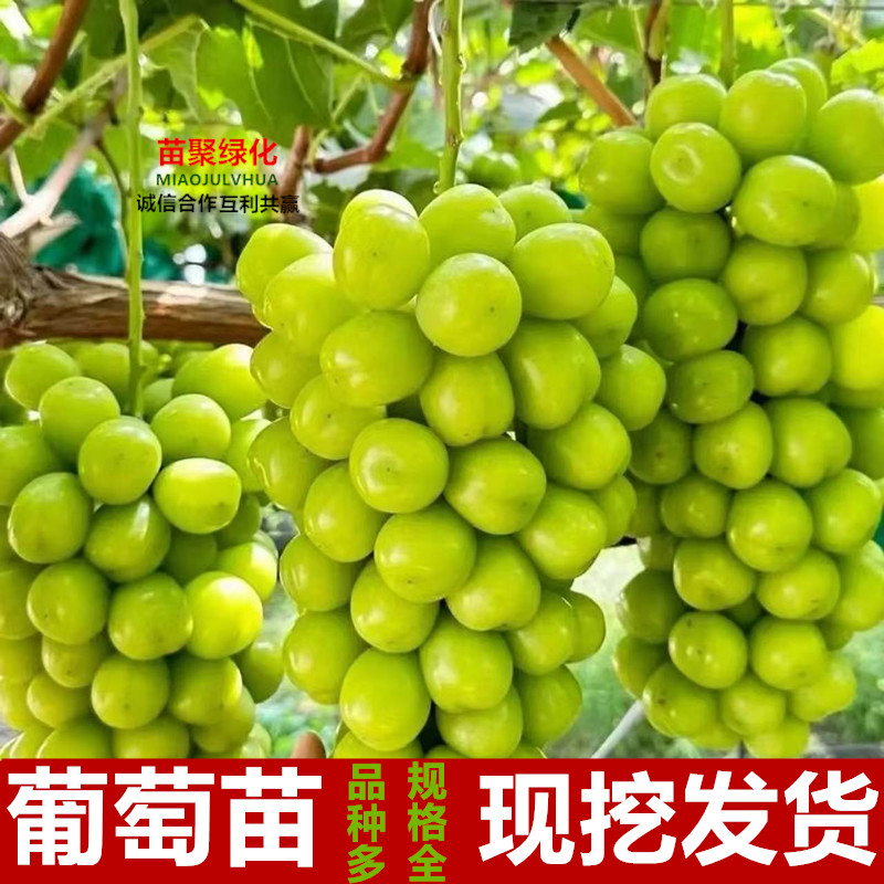 阳光玫瑰葡萄苗盆栽庭院爬藤南方北方种植无籽葡萄树苗