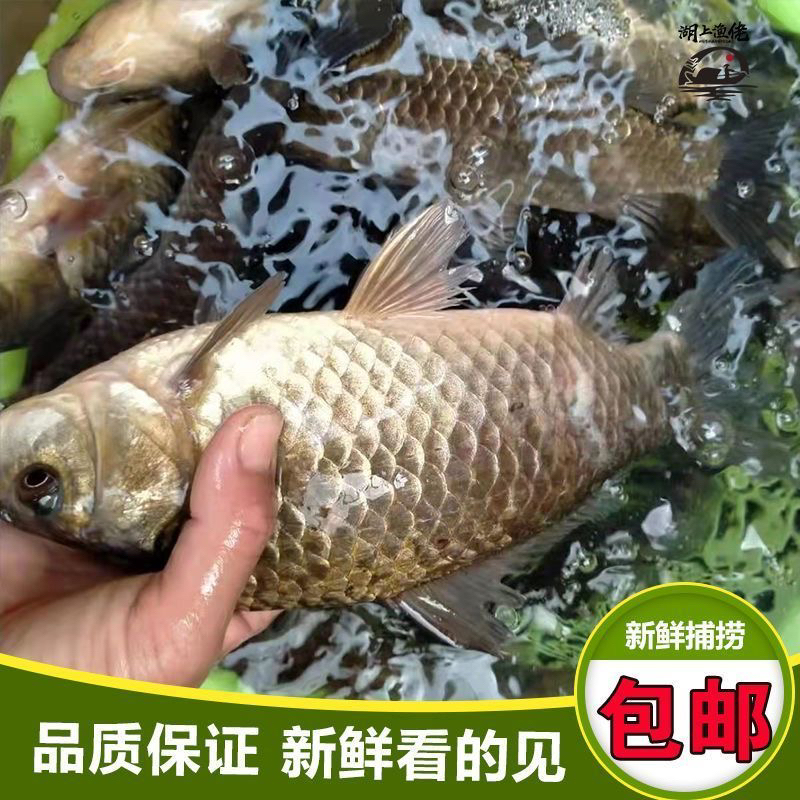 冷链运输保鲜纯生态野生新鲜鲫鱼适合炖汤下奶油炸红烧