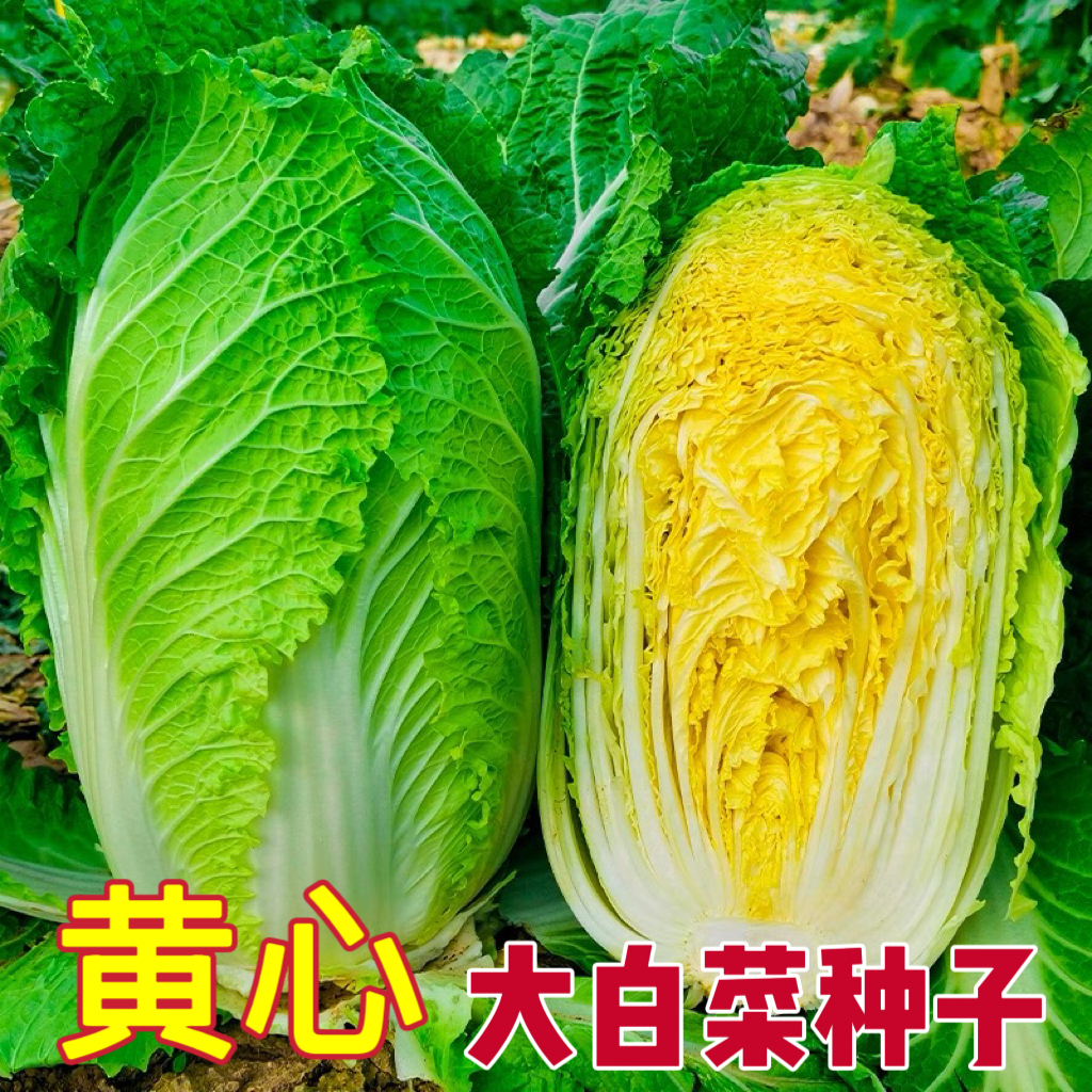 黄心大白菜种子 好吃鸡蛋黄大白菜种子籽