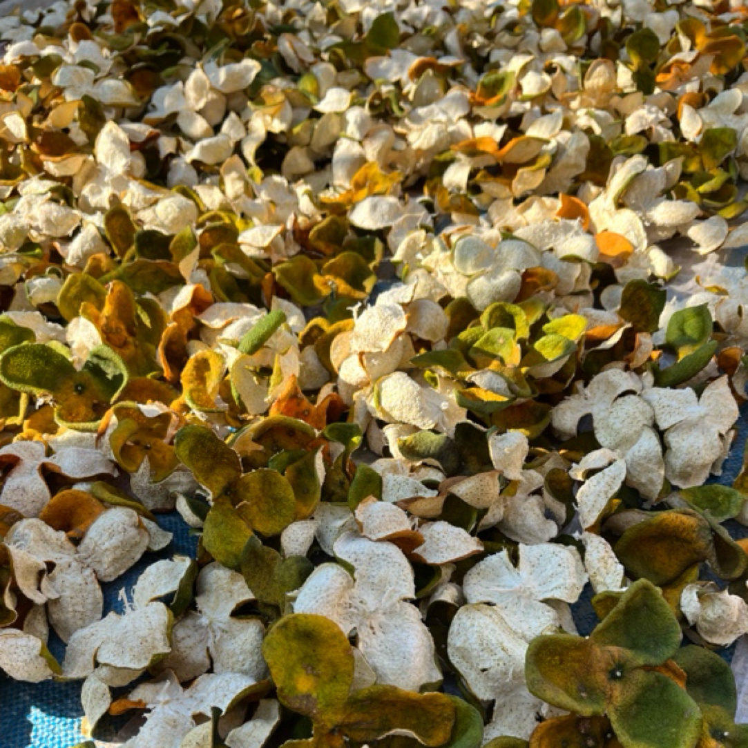 2025年新会特产正宗新会柑南坦二红皮晒干柑皮陈皮二红皮500g果皮