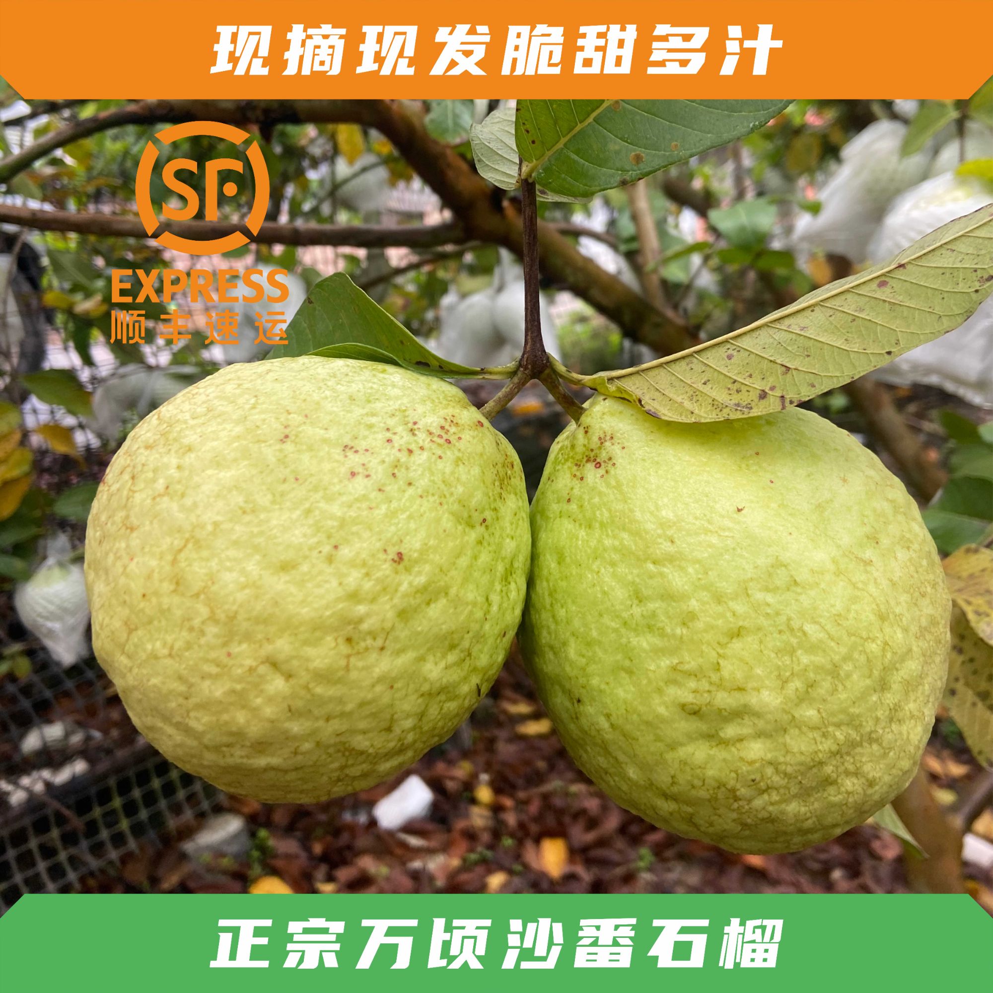 【万顷沙番石榴】白心芭乐树上熟新鲜现摘现发低糖低脂脆甜多汁