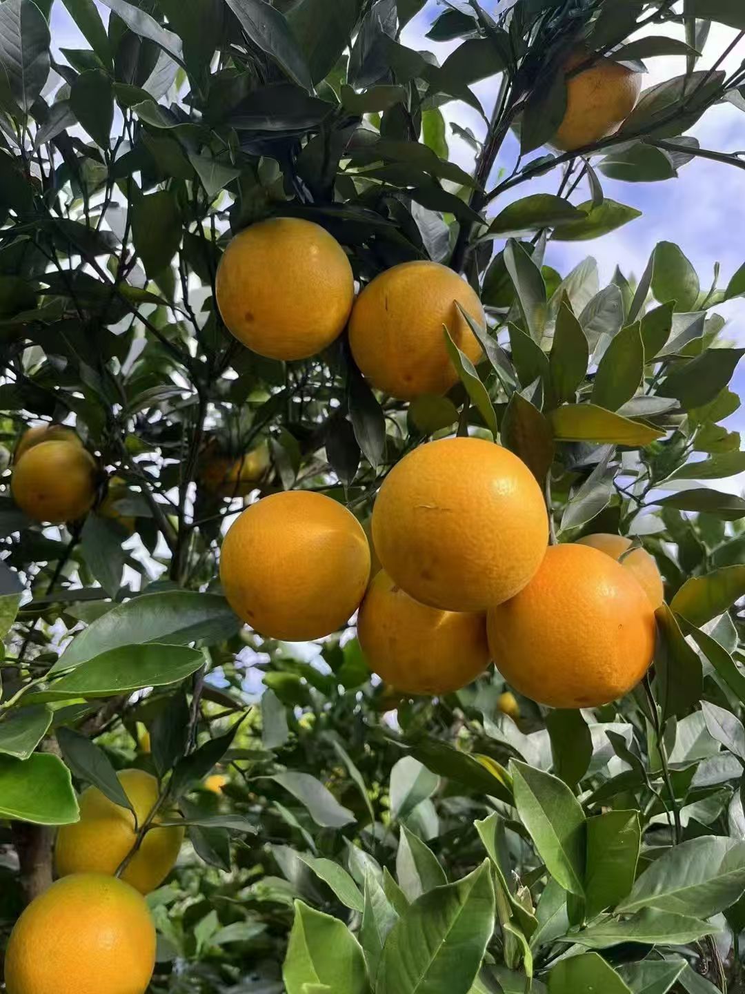 正宗永兴冰糖橙现摘现发产地直发