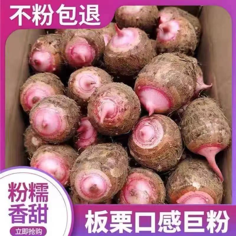 浙江金华新鲜现挖红芽芋头新鲜香芋软糯香芋艿软粘粉糯牛奶芋头