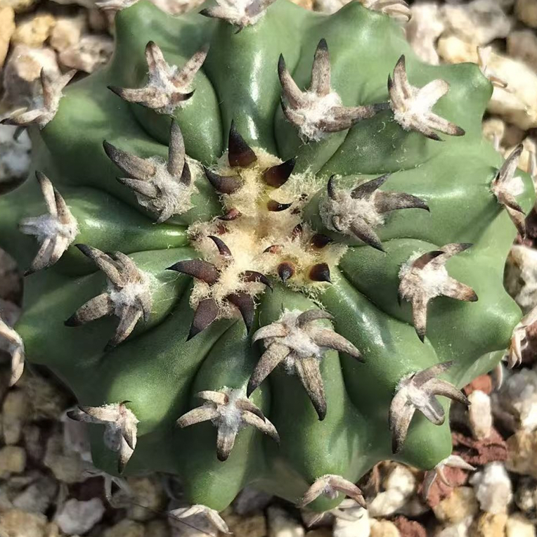 仙人球实生猫爪圆盘玉籽播球体冠径5.1厘米一物一拍实物拍摄