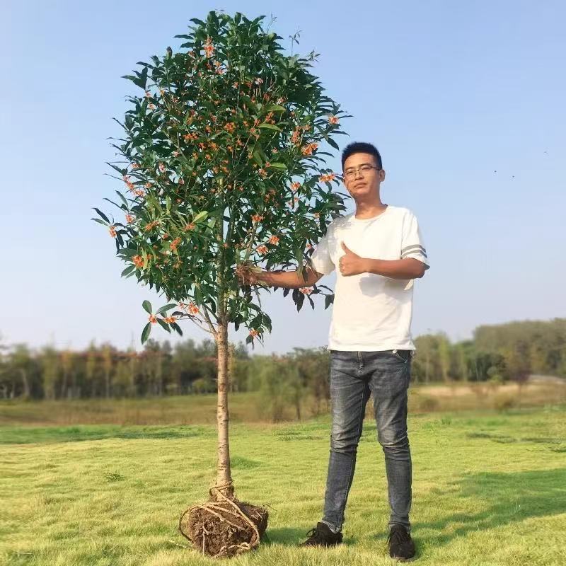 桂花树苗金桂丹桂庭院别墅室外大桂花树浓香型植物耐寒四季常绿