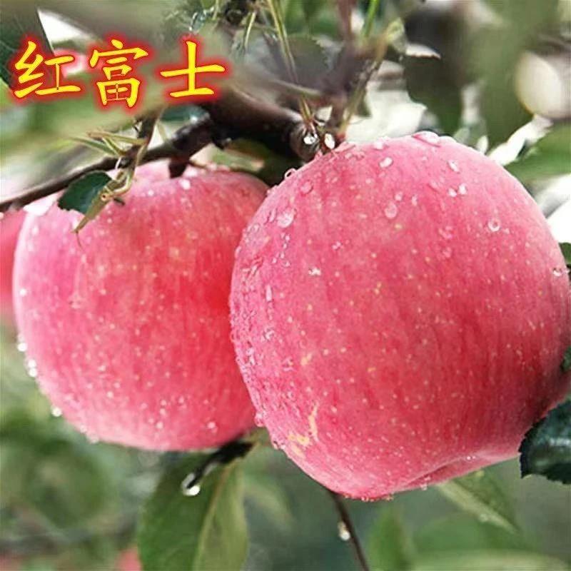 正宗烟台红富士苹果树苗嫁接苹果苗南北方种植地栽盆栽当年结果
